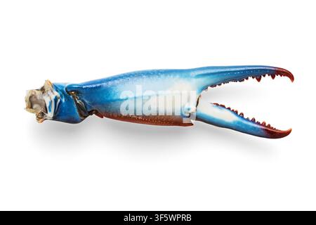 Blue crab claw isolated on white background Stock Photo