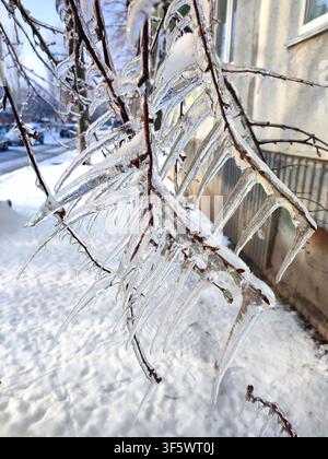 A tree branch with heavy icing. The tree freezing branch covered with thick layer of ice with long sharp icicles on a winter day. Frozen branches. Winter view. Nature backdrop. Natural background. Stock Photo