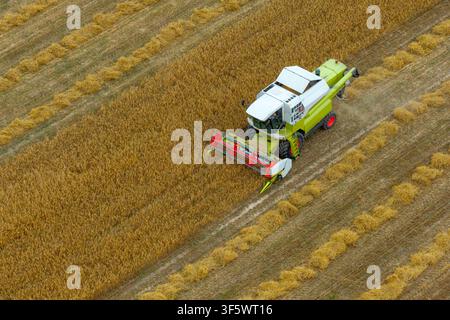 Aerial view of a modern combine harvester working in a golden wheat field with rows of harvested straw in Poland. Stock Photo
