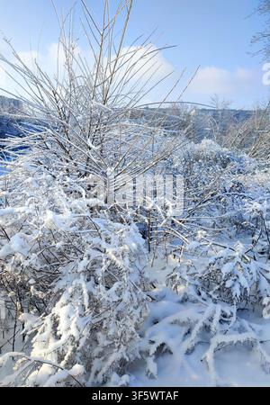 Icing and snow on branches. Branch of dry grass covered with ice and snow on sunny winter day. Branches covered with snow after snowfall. Frozen branches. Nature backdrop Natural background Stock Photo