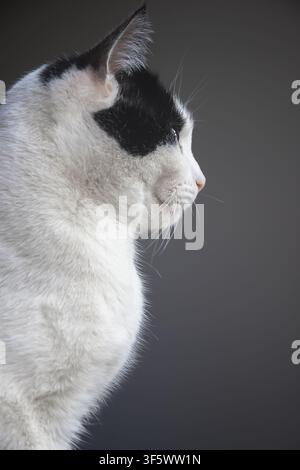 Profile of a black and white cat, vertical image Stock Photo