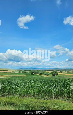 A lush green cornfield stretching across the countryside under a vivid blue summer sky filled with fluffy white clouds. A peaceful rural landscape showcasing agriculture, farmland, and natural beauty. Stock Photo
