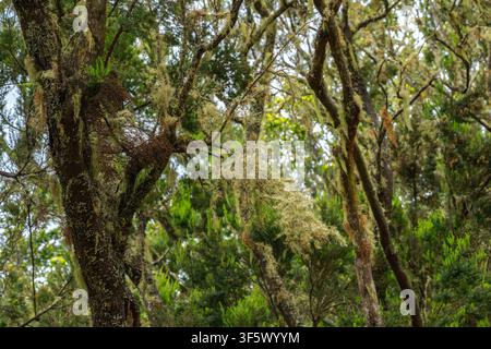 Beard lichen draping the branches of trees in the humid Teno laurel forest Stock Photo