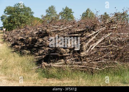 A large pile of logs is seen along a dirt path in a forest. Branches and leaves are mixed with the stacked wood. The area is sunny and open with some Stock Photo