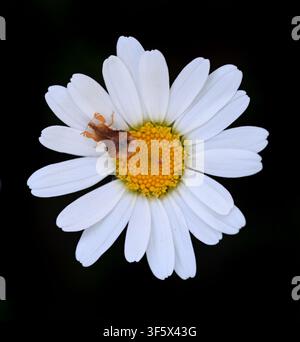 White Flower of Marguerite, Dog Daisy or Oxeye Daisy, Leucanthemum vulgare, and Female Phymata crassipes Assassin Bug or Insect on Black Background Stock Photo