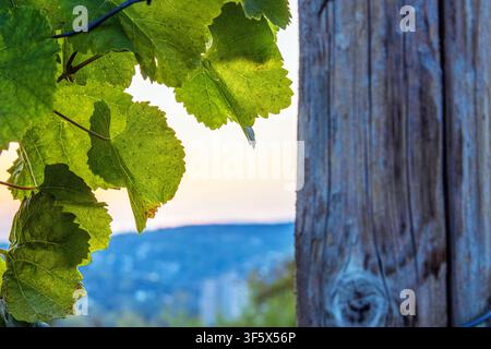 Closeup of fresh green grapevine leaves beside a weathered wooden support post  in Würzburg, Franconia, Bavaria, Germany. Stock Photo