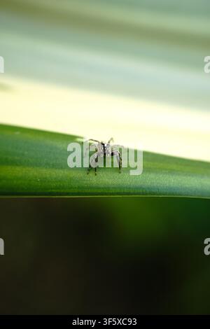 Twin-flagged jumping spider (Anasaitis canosa) perched on a green leaf edge, close-up macro view, showing small white pedipalp markings. Stock Photo