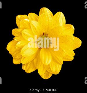 Tender natural yellow gerbera flower macro isolated on black Stock Photo