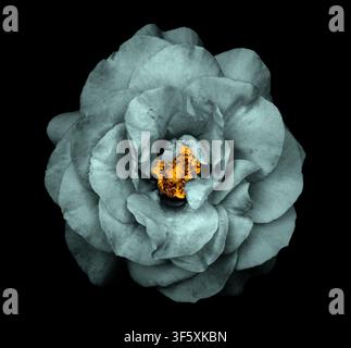 Surreal dark chrome grey rose flower isolated on black Stock Photo