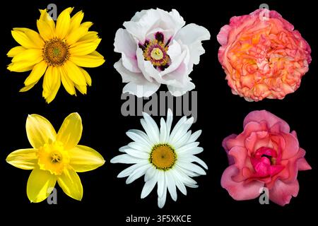 Mix collage of flowers: white peony, red and rose roses, yellow decorative sunflower, white daisy flower, day lilies isolated on black Stock Photo