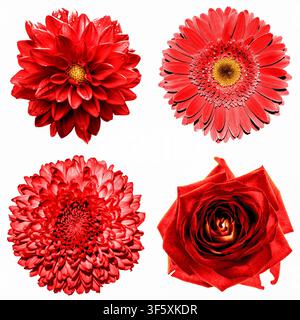 Set of 4 in 1 surreal red flowers: chrysanthemum, gerbera, dahila and rose isolated on white Stock Photo