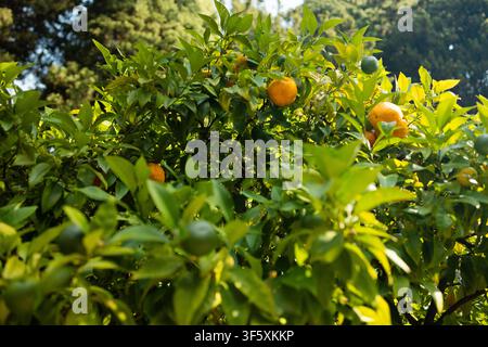 Ripe navel oranges on the trees Stock Photo