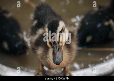 A detailed macro shot captures a small young bird with soft brown and yellow down feathers standing on the edge of a silver basin in a farm setting. Stock Photo