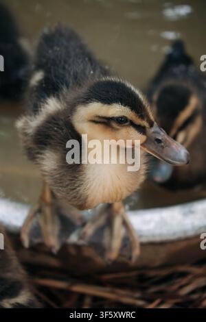 A detailed macro shot captures a small young bird with soft brown and yellow down feathers standing on the edge of a silver basin in a farm setting. Stock Photo
