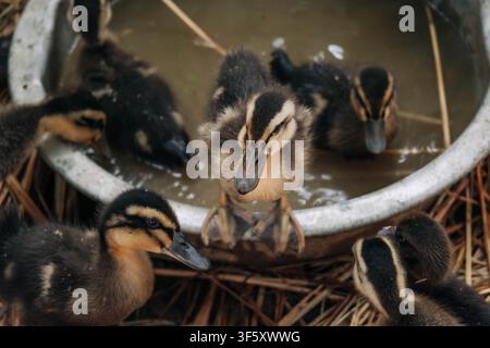 A detailed macro shot captures a small young bird with soft brown and yellow down feathers standing on the edge of a silver basin in a farm setting. Stock Photo