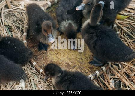 A detailed macro shot captures a small young bird with soft brown and yellow down feathers standing on the edge of a silver basin in a farm setting. Stock Photo