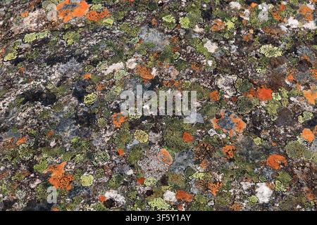 Close-up of colourful crustose lichens growing on weathered rock, with orange and green lichen colonies forming a natural abstract pattern on exposed Stock Photo