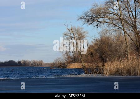 Dry reeds on frozen river Stock Photo