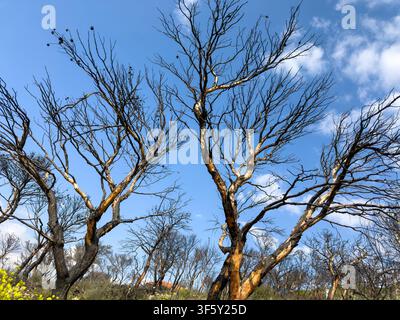 Charred leafless trees rise above yellow wildflowers under a vivid blue sky in Attica, Greece, revealing woodland recovery after fire Stock Photo