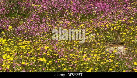 Pink Mediterranean catchfly mingles with yellow crown daisies across a sunlit spring meadow, dense tapestry of colorful wildflowers Stock Photo
