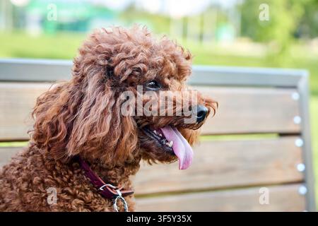 Poodle dog sits on wooden bench in park. Cute curly brown pet pants with tongue out on warm summer day. Profile portrait of smart miniature purebred d Stock Photo