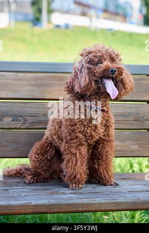 Toy poodle sitting on wooden bench outdoor, fluffy red brown fur, panting dog with long tongue, curly puppy on sunny summer day park, cute small pet w Stock Photo