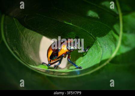 A colorful beetle with iridescent orange and green shell crawling inside rolled green leaf, close up macro showing texture, leg detail and natural lig Stock Photo