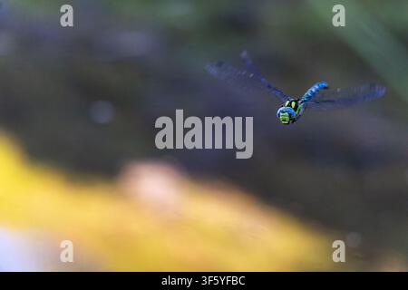 A vibrant dragonfly with iridescent blue and green wings captured mid-flight against a blurred background of golden foliage. The image showcases the b Stock Photo