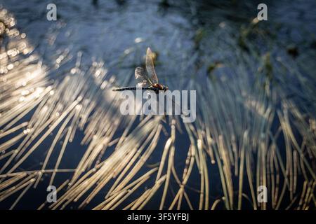 A stunning close-up photograph captures a dragonfly gracefully perched above a serene body of water, surrounded by tall reeds. The warm hues of the se Stock Photo