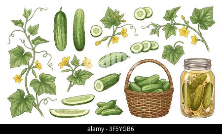 Hand drawn illustration set of fresh green cucumbers growing on vines and a glass jar of homemade pickled pickles. Stock Vector