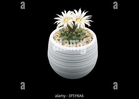 flowering Quehla chin cactus or Gymnocalycium quehlianum in white pot on black background. Stock Photo