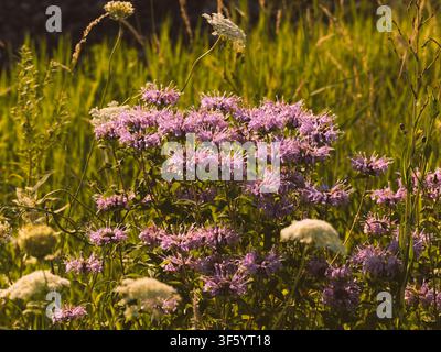 Vibrant purple wild bergamot flowers blooming in a lush green meadow during golden hour sunlight outdoors Stock Photo