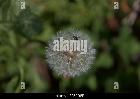 A small fly resting on a fluffy dandelion puff ball Stock Photo