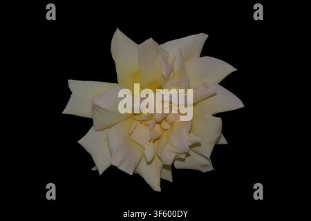 Isolated White Rose Bloom With Copy Space for Design Stock Photo
