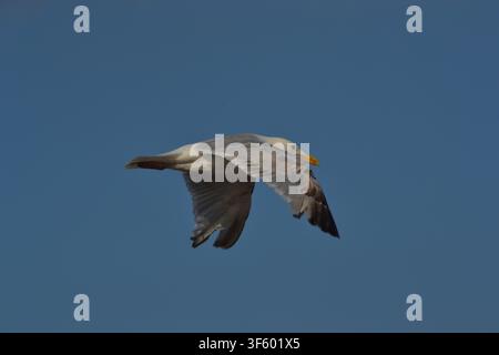 Seagull In Flight Stock Photo