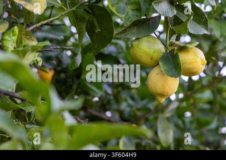 Bright yellow and green lemons ripening on a tree branch, surrounded by lush green leaves in a natural orchard setting Stock Photo