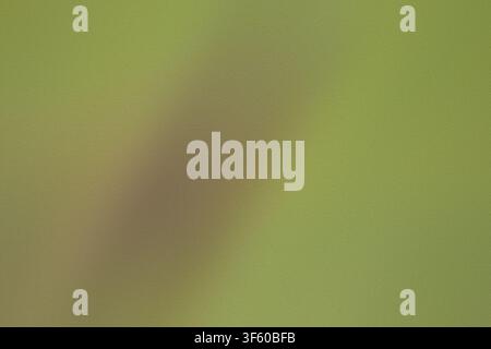An earthy olive green background characterized by a subtle, grainy texture and a soft diagonal light gradient, providing a calm and organic feel. Stock Photo