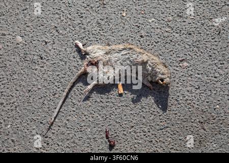 Dead brown rat (Rattus norvegicus) lying on the sidewalk in Mitte district of Berlin, Germany Stock Photo
