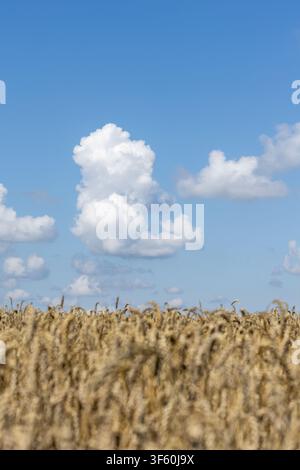 A vertical view of golden wheat stalks in a rural farm field with a shallow depth of field, set against a bright blue sky and large white cumulus clou Stock Photo