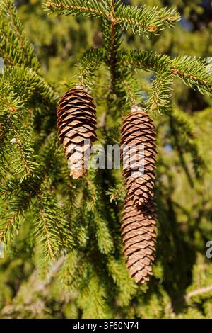 Three spruce cones ( picea abies ) on spruce tree branch, Finland Stock Photo