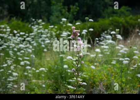 Tall pink flower spike standing out amidst a field of white wild yarrow and green summer vegetation in a meadow. Stock Photo