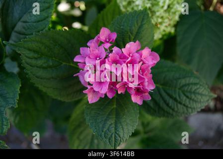 Macro shot of a vibrant pink hydrangea (Hydrangea macrophylla) flower cluster framed by lush green textured leaves in a garden setting. Stock Photo