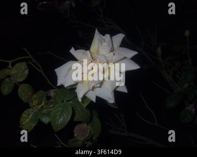 Fading Ivory Rose with Wilting Petals on a Dark Background Stock Photo