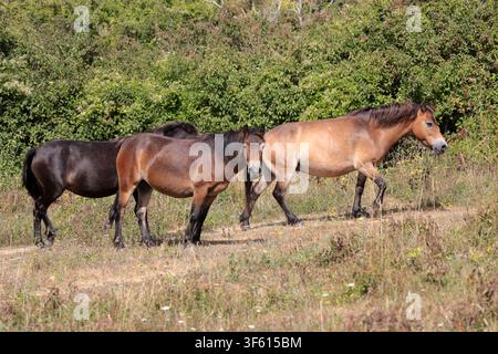 Exmoor ponies grazing on Mill Hill Nature Reserve above the Adur valley in Sussex Stock Photo
