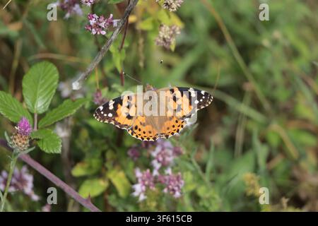 A Painted Lady butterfly feeding on Verbena in Sussex Stock Photo