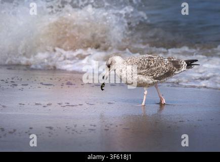 Young European Herring Gull (Larus argentatus) checking small seashells on the sandy beach Stock Photo