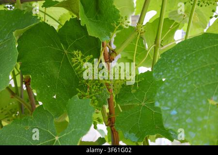 Young green grape clusters growing on a grapevine in summer. Stock Photo