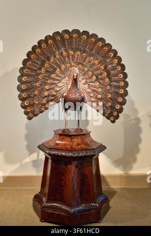 An intricate wooden sculpture of a peacock with a displayed feather fan standing on a polished mahogany pedestal in a museum gallery setting. Stock Photo