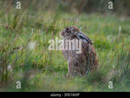sharp focus on European brown hare sitting in long grass with ears held low watching and listening for danger surrounded by out of focus vegetation Stock Photo