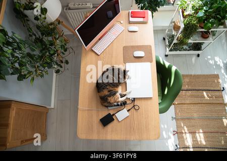 Spoiled calico cat resting on work desk beside laptop and desktop computer, napping at home office Stock Photo